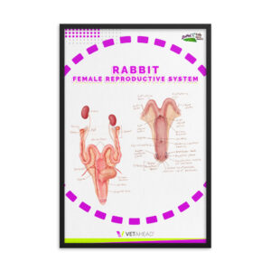 VETAHEAD Rabbit Female Reproductive System Framed poster
