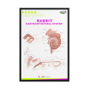 VETAHEAD Rabbit Gastrointestinal System Framed poster