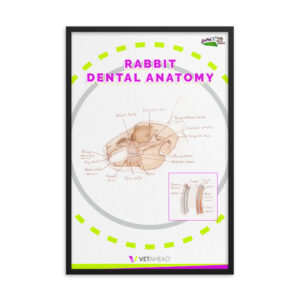 VETAHEAD Rabbit Dental Anatomy Framed Poster
