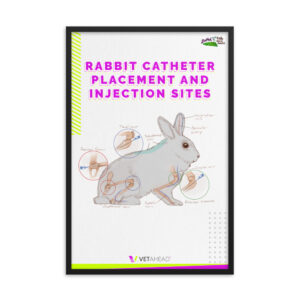 VETAHEAD Rabbit Catheter Placement and Injection Sites Framed Poster