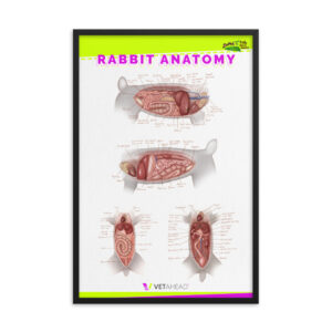 VETAHEAD Rabbit Anatomy Framed Poster