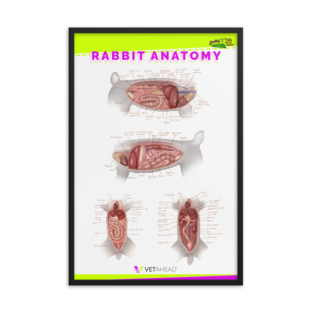 VETAHEAD Rabbit Anatomy Framed Poster