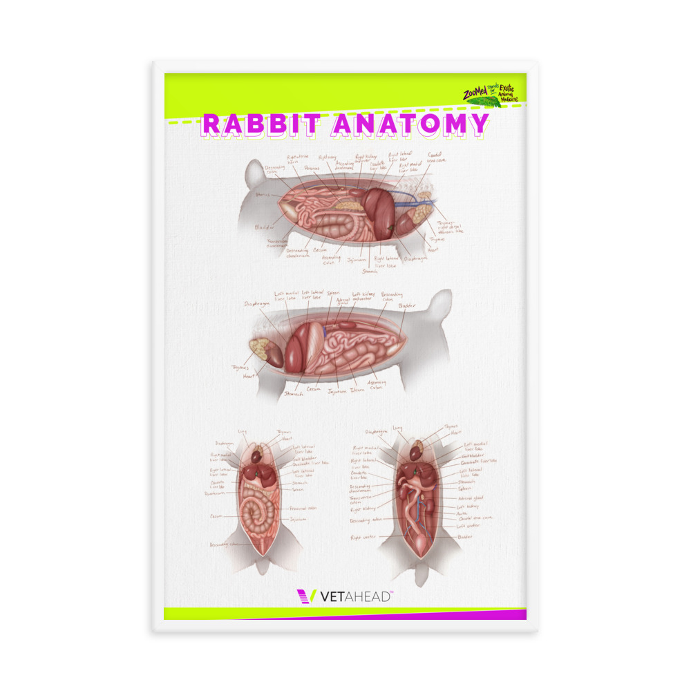 VETAHEAD Rabbit Anatomy Framed Poster - Image 2
