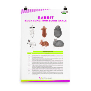 VETAHEAD Rabbit Body Condition Score Poster