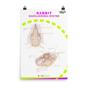 VETAHEAD Rabbit Nasolacrimal System Poster