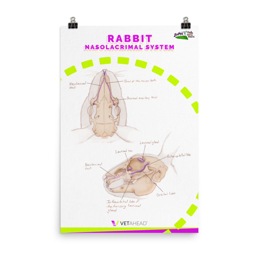 VETAHEAD Rabbit Nasolacrimal System Poster