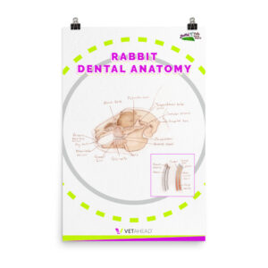 VETAHEAD Rabbit Dental Anatomy Poster