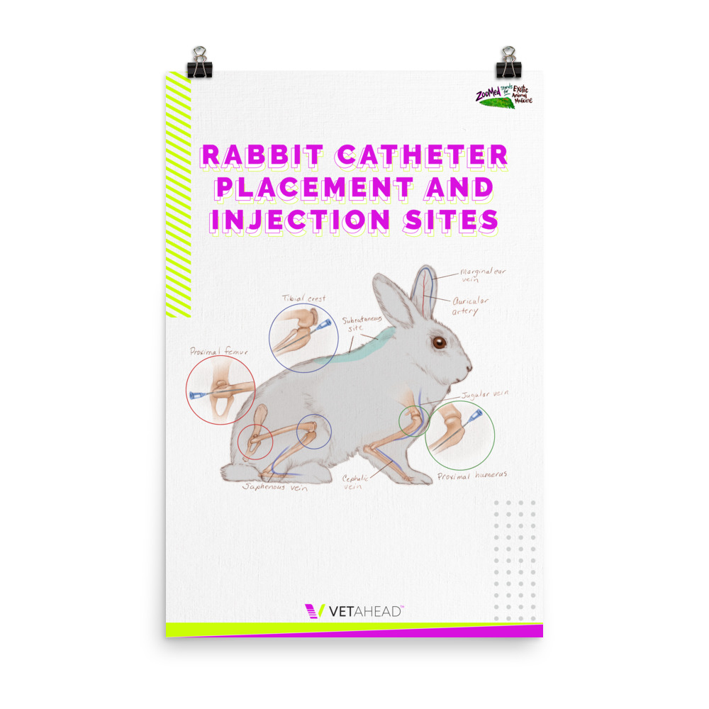 VETAHEAD Rabbit Catheter Placement and Injection Sites Poster
