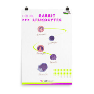 VETAHEAD Rabbit Leukocytes Poster
