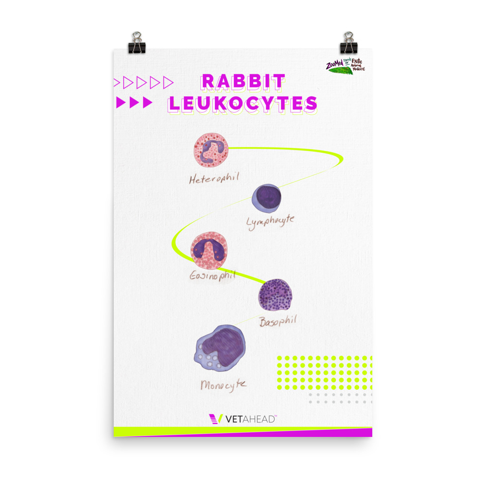 VETAHEAD Rabbit Leukocytes Poster
