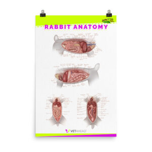 VETAHEAD Rabbit Anatomy Poster